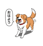 ボーダーコリー(レッド＆ホワイト)（個別スタンプ：2）