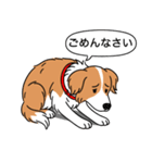 ボーダーコリー(レッド＆ホワイト)（個別スタンプ：3）