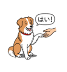 ボーダーコリー(レッド＆ホワイト)（個別スタンプ：6）