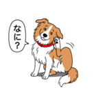 ボーダーコリー(レッド＆ホワイト)（個別スタンプ：8）