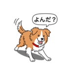 ボーダーコリー(レッド＆ホワイト)（個別スタンプ：9）