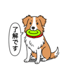 ボーダーコリー(レッド＆ホワイト)（個別スタンプ：10）