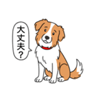 ボーダーコリー(レッド＆ホワイト)（個別スタンプ：11）