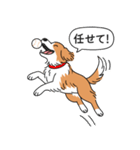 ボーダーコリー(レッド＆ホワイト)（個別スタンプ：12）
