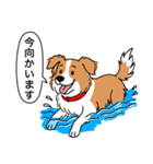 ボーダーコリー(レッド＆ホワイト)（個別スタンプ：14）