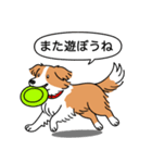ボーダーコリー(レッド＆ホワイト)（個別スタンプ：17）