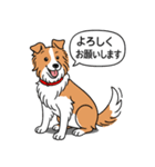 ボーダーコリー(レッド＆ホワイト)（個別スタンプ：18）