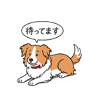 ボーダーコリー(レッド＆ホワイト)（個別スタンプ：23）