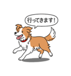 ボーダーコリー(レッド＆ホワイト)（個別スタンプ：24）