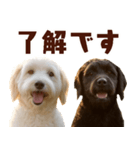 毎日使えるラブラドゥードル【大人可愛い】（個別スタンプ：1）
