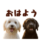毎日使えるラブラドゥードル【大人可愛い】（個別スタンプ：2）
