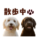 毎日使えるラブラドゥードル【大人可愛い】（個別スタンプ：3）