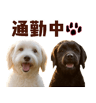 毎日使えるラブラドゥードル【大人可愛い】（個別スタンプ：4）