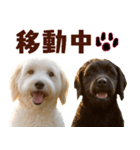 毎日使えるラブラドゥードル【大人可愛い】（個別スタンプ：5）
