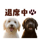 毎日使えるラブラドゥードル【大人可愛い】（個別スタンプ：7）