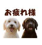 毎日使えるラブラドゥードル【大人可愛い】（個別スタンプ：9）