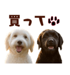 毎日使えるラブラドゥードル【大人可愛い】（個別スタンプ：11）