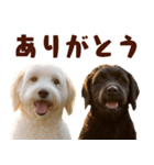 毎日使えるラブラドゥードル【大人可愛い】（個別スタンプ：12）