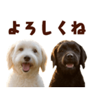 毎日使えるラブラドゥードル【大人可愛い】（個別スタンプ：13）