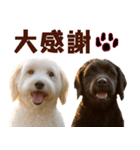 毎日使えるラブラドゥードル【大人可愛い】（個別スタンプ：14）