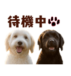 毎日使えるラブラドゥードル【大人可愛い】（個別スタンプ：16）