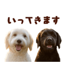 毎日使えるラブラドゥードル【大人可愛い】（個別スタンプ：17）