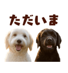 毎日使えるラブラドゥードル【大人可愛い】（個別スタンプ：19）
