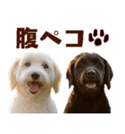 毎日使えるラブラドゥードル【大人可愛い】（個別スタンプ：21）