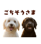 毎日使えるラブラドゥードル【大人可愛い】（個別スタンプ：23）