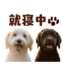 毎日使えるラブラドゥードル【大人可愛い】（個別スタンプ：26）