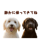 毎日使えるラブラドゥードル【大人可愛い】（個別スタンプ：27）
