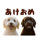 毎日使えるラブラドゥードル【大人可愛い】（個別スタンプ：28）