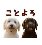 毎日使えるラブラドゥードル【大人可愛い】（個別スタンプ：29）