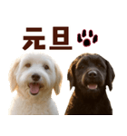 毎日使えるラブラドゥードル【大人可愛い】（個別スタンプ：31）