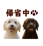 毎日使えるラブラドゥードル【大人可愛い】（個別スタンプ：32）