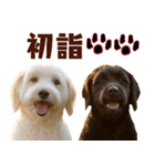 毎日使えるラブラドゥードル【大人可愛い】（個別スタンプ：33）