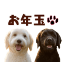 毎日使えるラブラドゥードル【大人可愛い】（個別スタンプ：34）