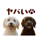 毎日使えるラブラドゥードル【大人可愛い】（個別スタンプ：36）