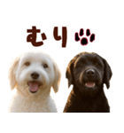 毎日使えるラブラドゥードル【大人可愛い】（個別スタンプ：37）