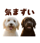 毎日使えるラブラドゥードル【大人可愛い】（個別スタンプ：38）