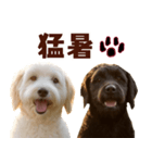 毎日使えるラブラドゥードル【大人可愛い】（個別スタンプ：39）