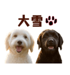 毎日使えるラブラドゥードル【大人可愛い】（個別スタンプ：40）