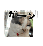 家猫うなのスタンプ（個別スタンプ：1）