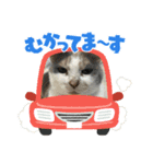 家猫うなのスタンプ（個別スタンプ：5）