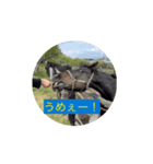 お馬さんの食事シーンスタンプ（個別スタンプ：4）