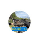お馬さんの食事シーンスタンプ（個別スタンプ：5）