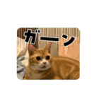 むぎとろ＆なぎ(0歳)（個別スタンプ：15）