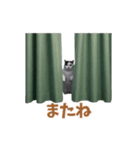 動く！猫ミーム(パート24)（個別スタンプ：1）