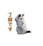 動く！猫ミーム(パート24)（個別スタンプ：7）