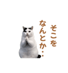 動く！猫ミーム(パート24)（個別スタンプ：8）